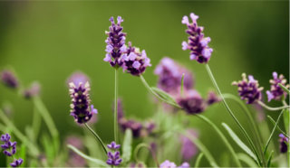 Ingredientes naturales